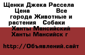 Щенки Джека Рассела › Цена ­ 10 000 - Все города Животные и растения » Собаки   . Ханты-Мансийский,Ханты-Мансийск г.